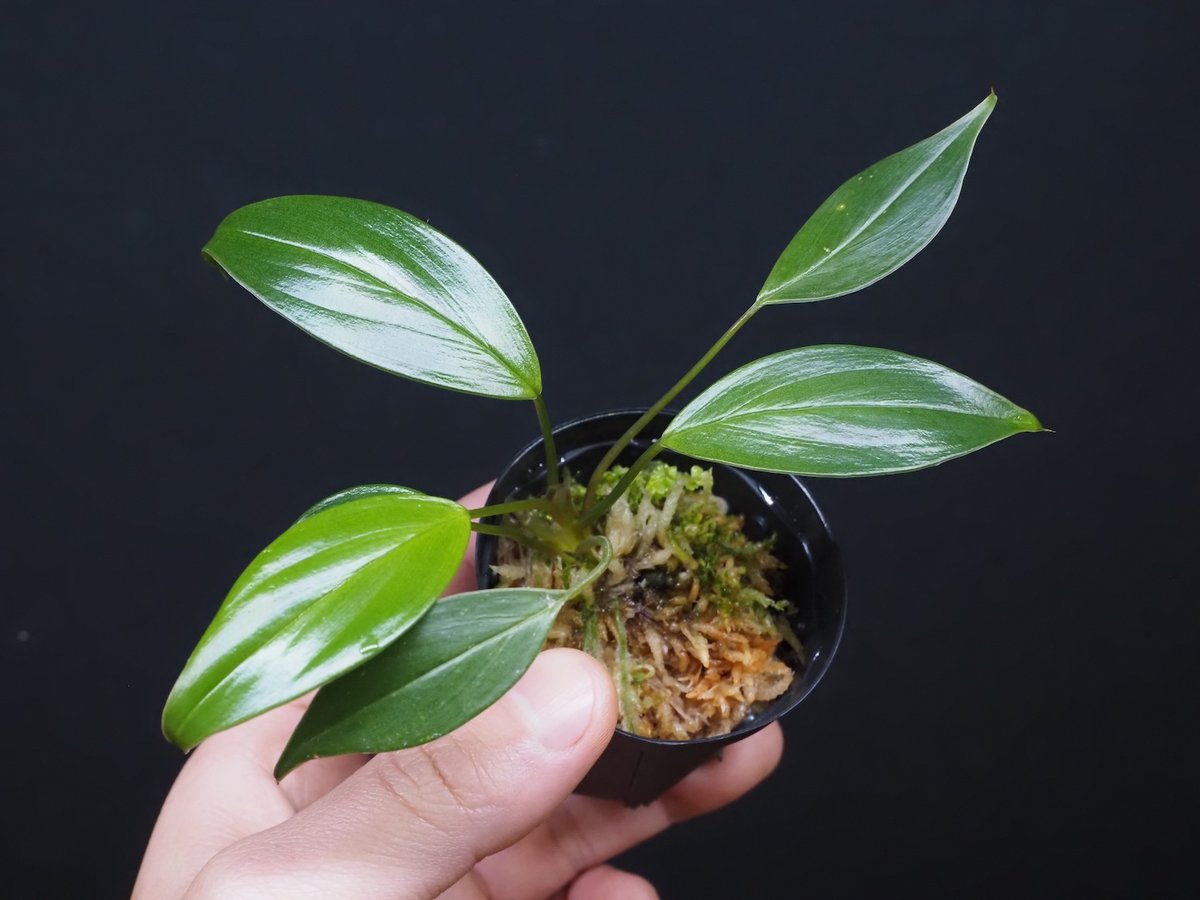 Homalomena rusdii Riau Sumatera K0625-6 【公式通販】