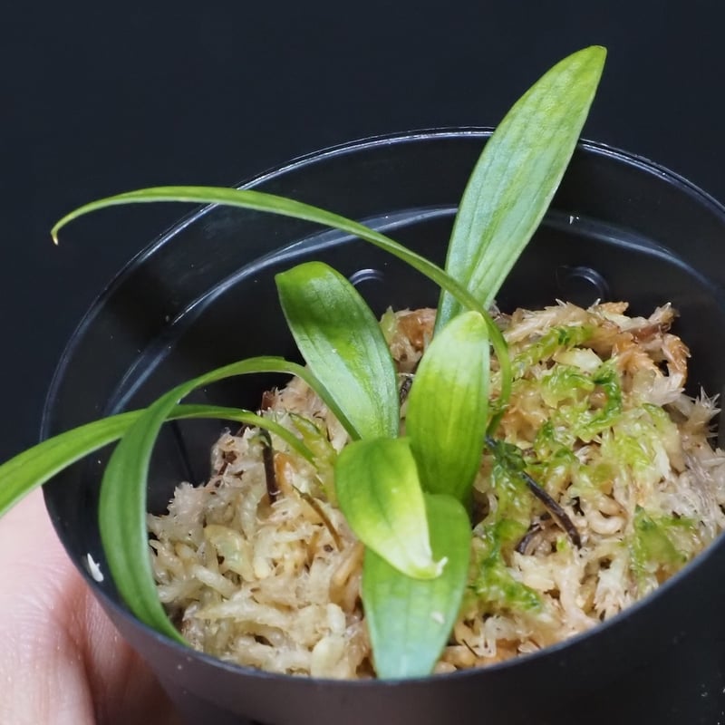 7,Homalomena anthurioides Sumatera utara TB F1