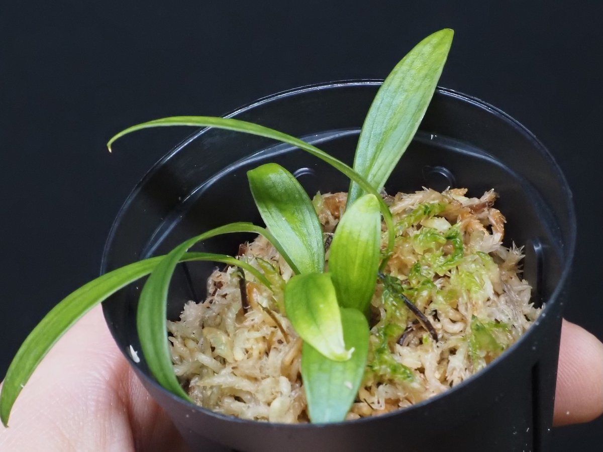 7,Homalomena anthurioides Sumatera utara TB F1