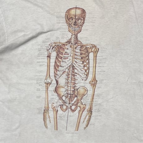 OLD & VINTAGE Skeletal System Anatomical Chart WHITE FITS XL 8925