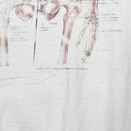 OLD & VINTAGE HUMAN SPECIMEN WHITE XXL 7556