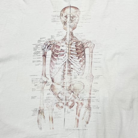 OLD & VINTAGE HUMAN SPECIMEN WHITE XXL 7556