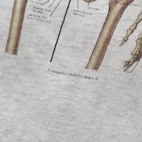 OLD & VINTAGE Skeletal System Anatomical Chart WHITE FITS XL 8925