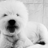 LadysOne STORE for WESTIE LOVERS