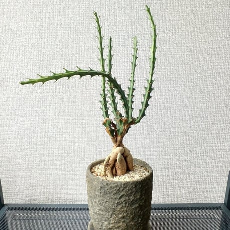 ユーフォルビアクンチー | STORES