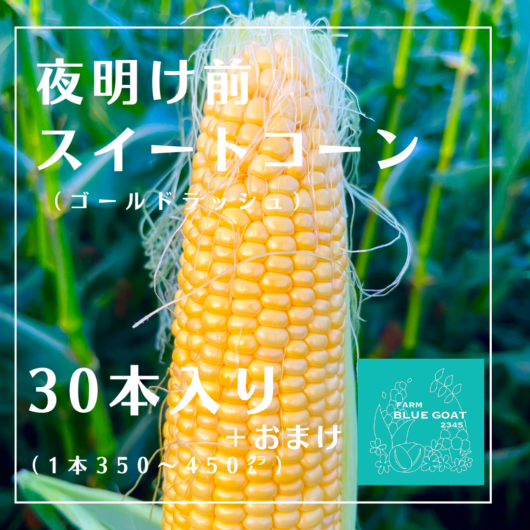 るんちゃん専用ゴールドラッシュとうもろこし入るだけ６月発送予定 夜明け前ゴールドラッシュ 2Lサイズ 30本＋入るだけ『お得用