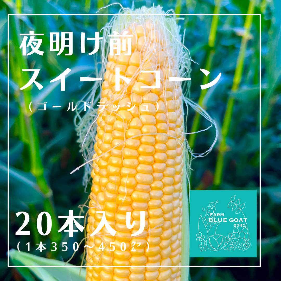 ３１００円！朝採れ発送！生でも食べられる「ゴールドラッシュ」クール便対応 2750円！朝採れ発送！生でも食べられる「ゴールドラッシュ