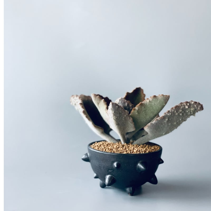 吉光窯 kikko pot 鉢 broken studs スタッズ 新品未使用 S CORN STUDS