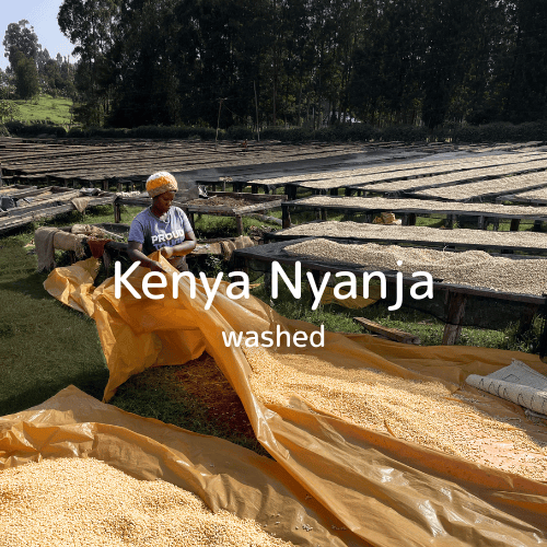 Kenya Nyanja AA washed | WASHI no COFFEE