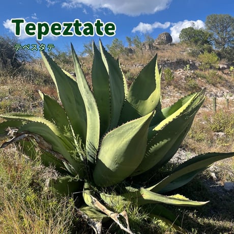 【送料無料】Lopez Real Tepeztate / ロペス レアル テペスタテ