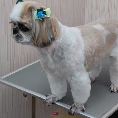 グリポッチ 犬 猫 髪飾りリボン ペット用リボン 50個入り(25ペア) （高級オーガンジー使用）（日本製ゴム使用） (50個セット, 男の子MIX)