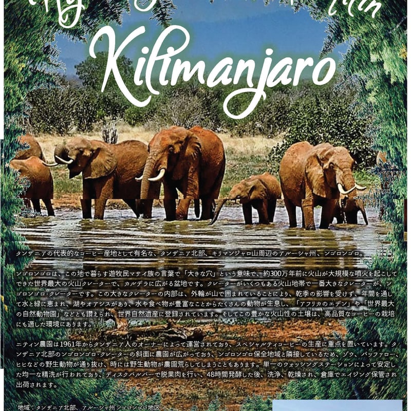 タンザニアキリマンジャロ タンザニア キリマンジャロAA ンゴロンゴロ 300g（20％お得です