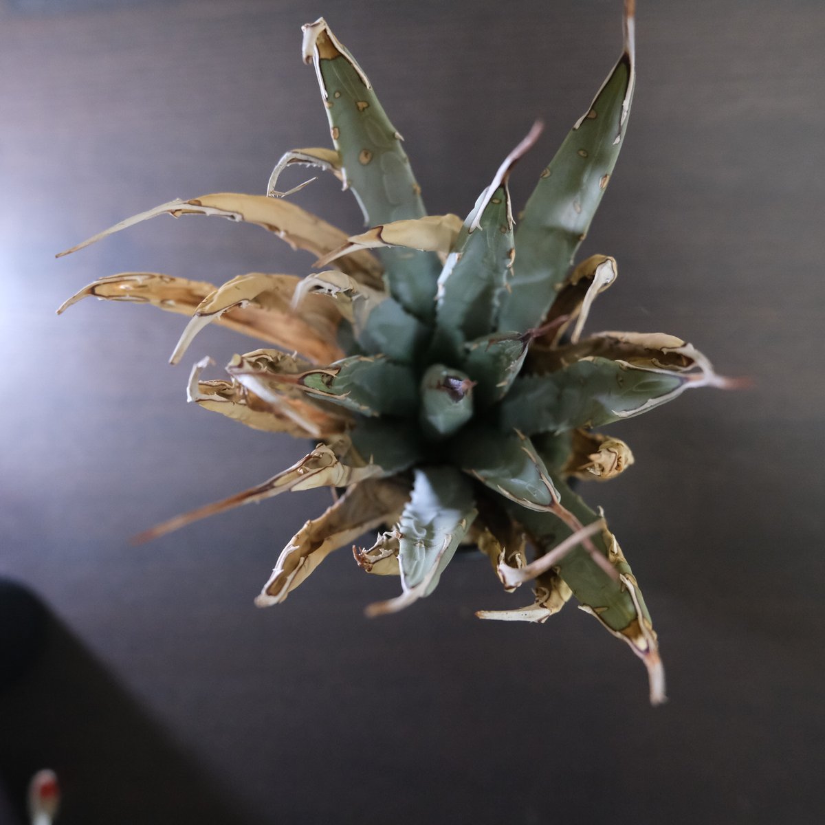 US輸入株】アガベ コンワリス Agave convallis - 植物/観葉植物