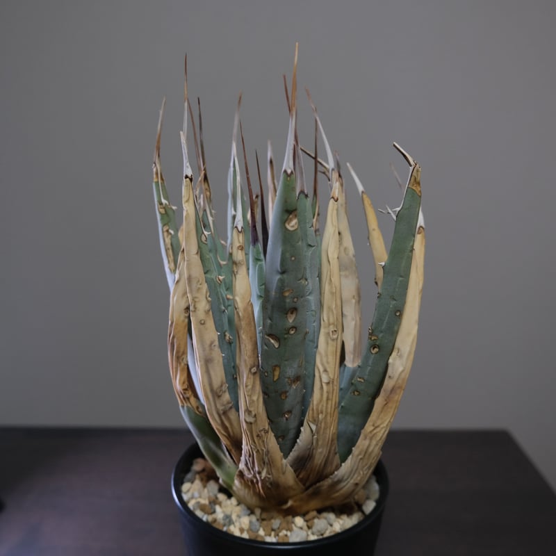 USA産 発根済】 アガベ ユタエンシス エボリスピナ Agave utahensis va...