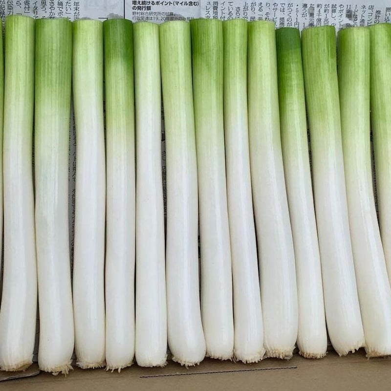 千葉県産 成田市場 長ねぎ 白ねぎ（長ネギ・根深）5kg A品 上質 箱売り 