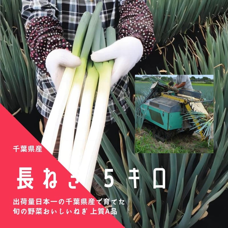 千葉県産 成田市場 長ねぎ 白ねぎ（長ネギ・根深）5kg A品 上質 箱売り 