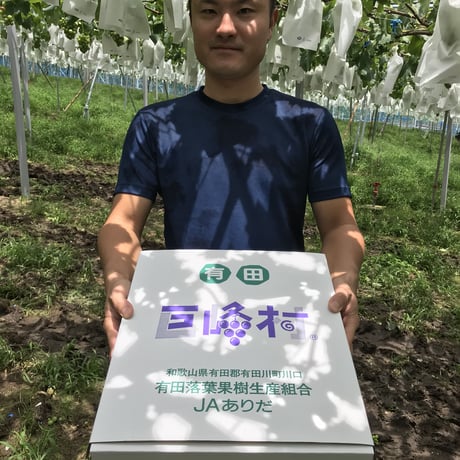 【送料込】あま〜い種あり巨峰５キロ（１２～１５房）クール便化粧箱入り