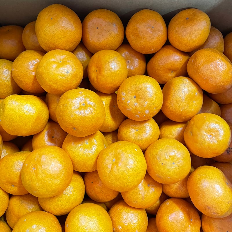 送料込】三木と園の極甘みかんSSサイズ5kg | 有田巨峰村 三木と園