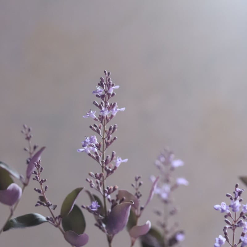 魔女の花大好きじゅく】10/14(土)Green life Zoom webinars視聴無