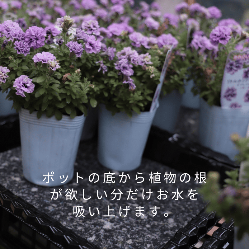 QUALIA アクアシード 2本セット 商品詳細 アクアシード3点セット-[QUALIAオンラインストア]