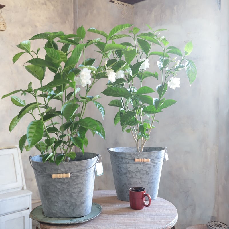 ブリキのバケツポット | 魔女の花のお店