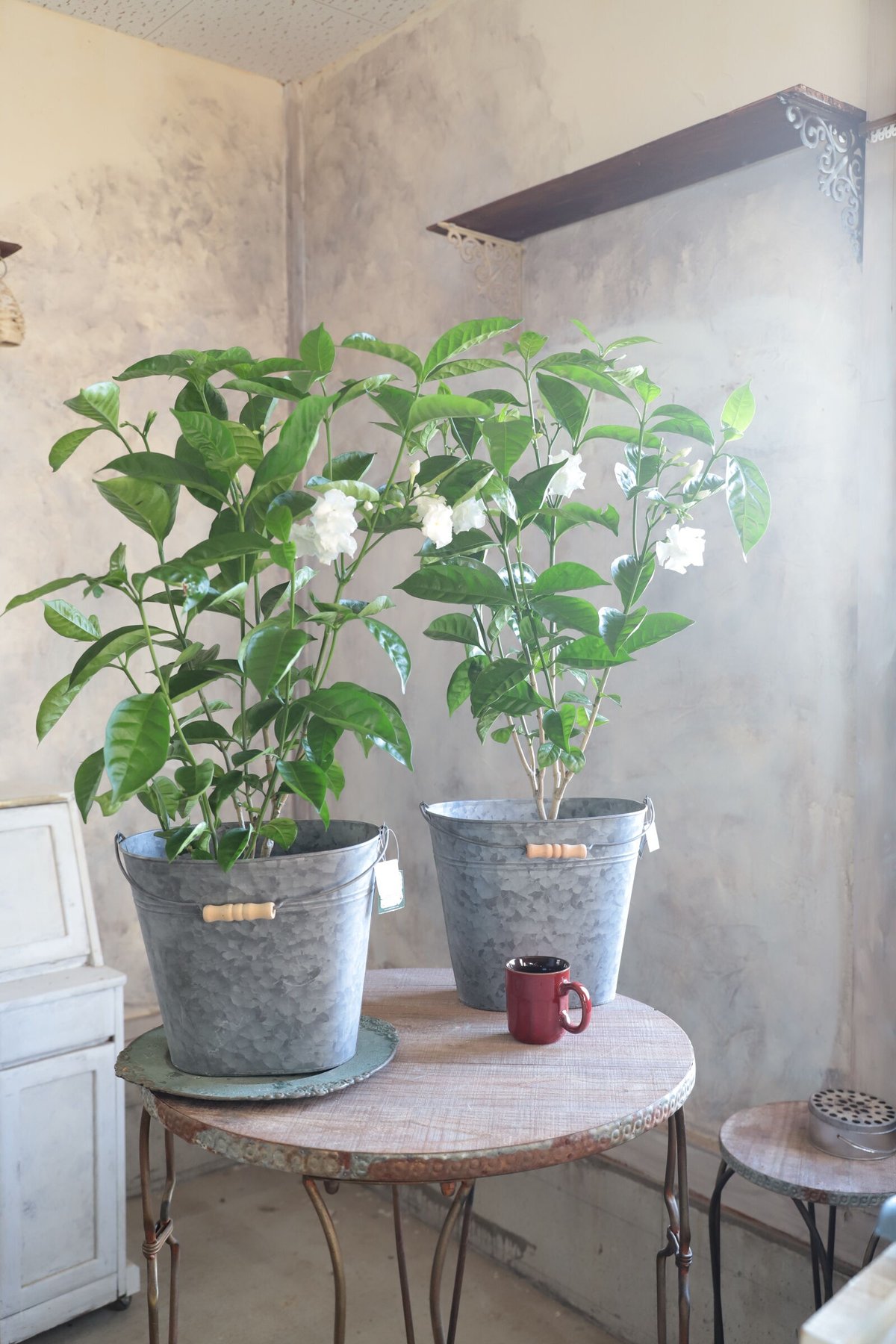 out         ❁ブリキのナチュラルお花バケツ&ホウキset❁ ブリキのバケツポット | 魔女の花のお店