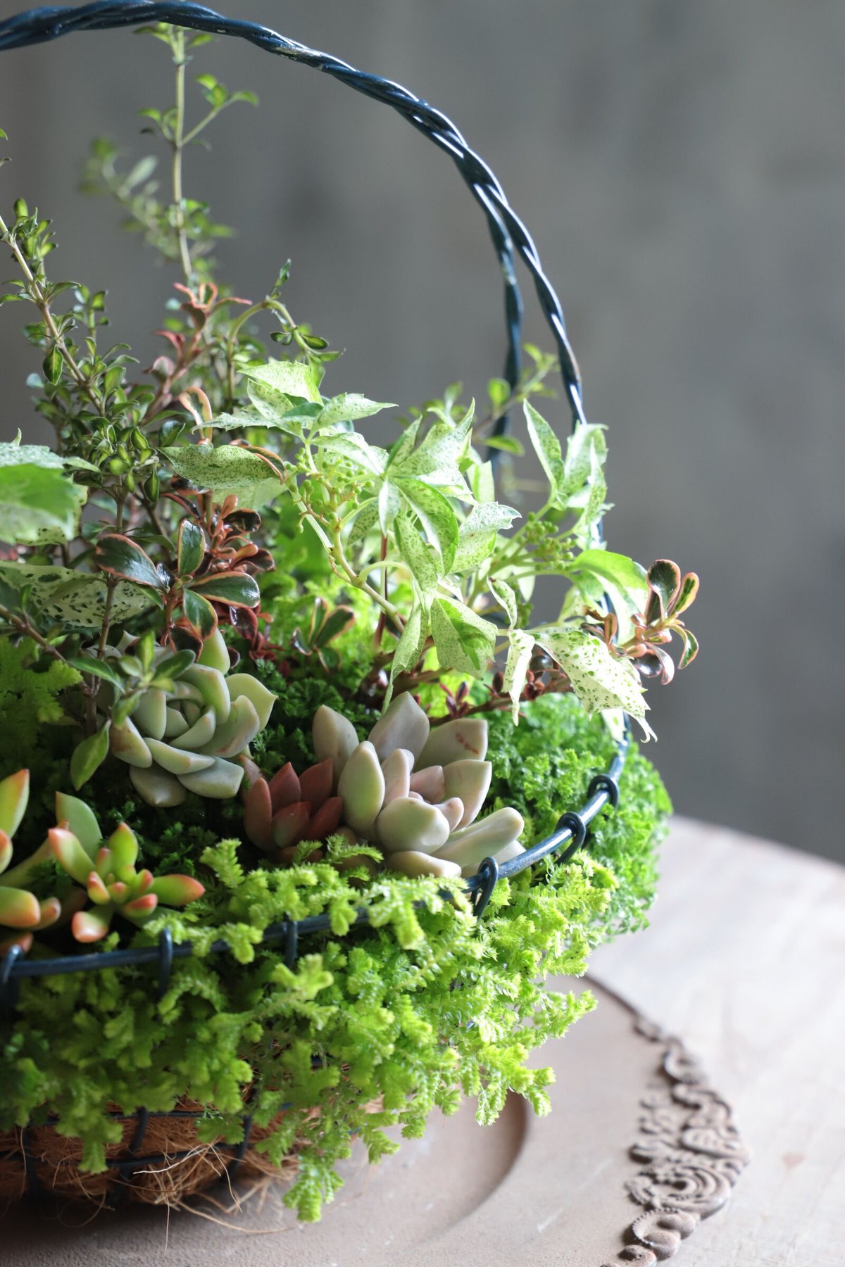 魔女の花大好きじゅく】 7/9(土) Green life Zoom webinars ワー... Plant Fantasy