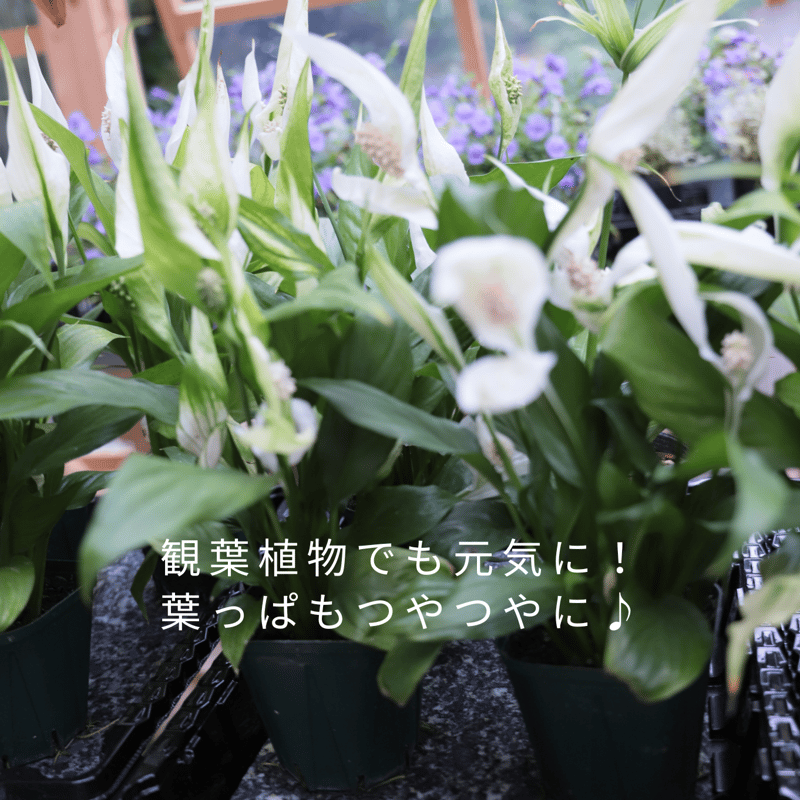 アクアセルトレー&Rシート 1セット | 魔女の花のお店 アクアセルトレー&Rシート 1セット | 魔女の花のお店