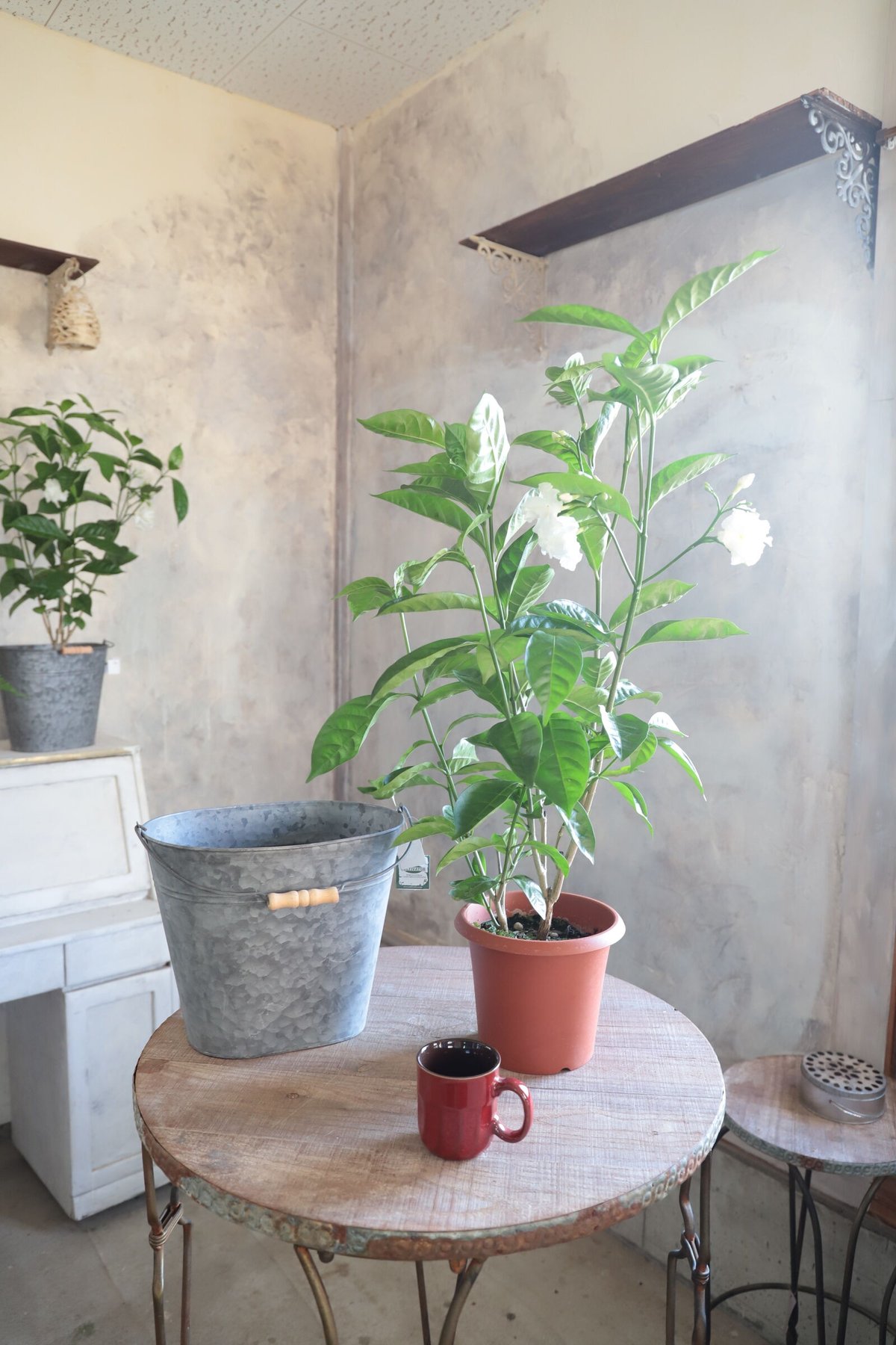 ベゴニア・マソニアナ × ブリキバケツ 観葉植物 ブリキ缶 ベゴニア・マソニアナ × ブリキバケツ 観葉植物 ブリキ缶 鉢底穴あり