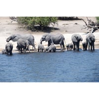 ボツワナ　チョベ国立公園のゾウ家族の水かけ　N064