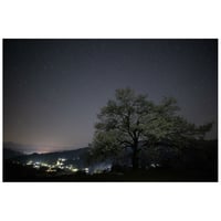 夜にうかぶ一本桜
