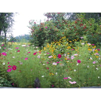 ウクライナ・キーウの南　ウクライナ野外建築博物館の野の花　NSU001
