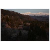 朝日に照らされる桜と北アルプス