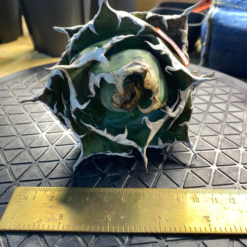 LIZE産 特選白鯨 (2) | Kenmay