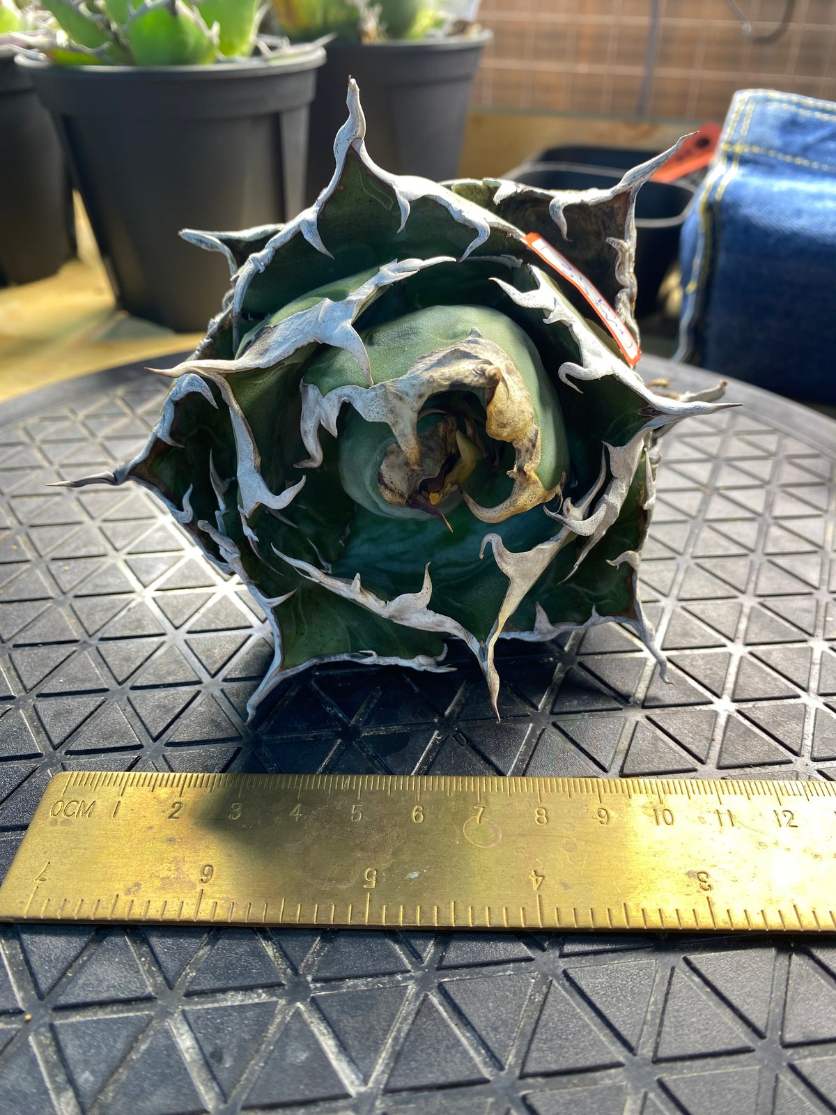 LIZE産 特選白鯨 (2) | Kenmay