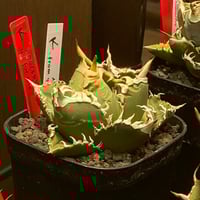 LIZE産 特選白鯨 (2) | Kenmay