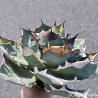 LIZE産 特選白鯨 (2) | Kenmay