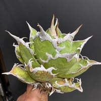 アガベチタノタ 冠鷲 クラウンイーグル | Kenmay