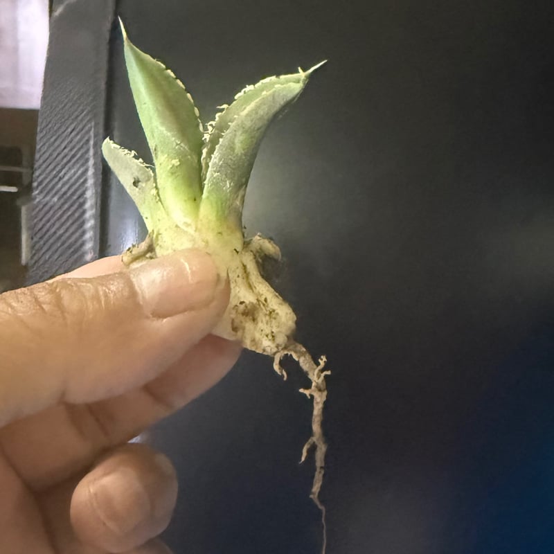 白毫刺 20250913 001 | Kenmay