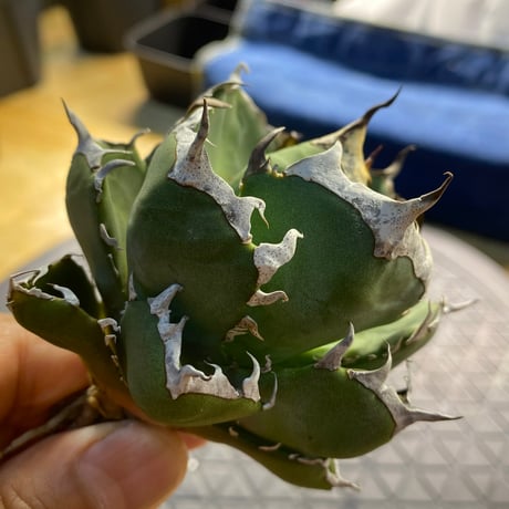 白毫刺 奥深く 龍球会血統 白豪刺 oc アガベ 