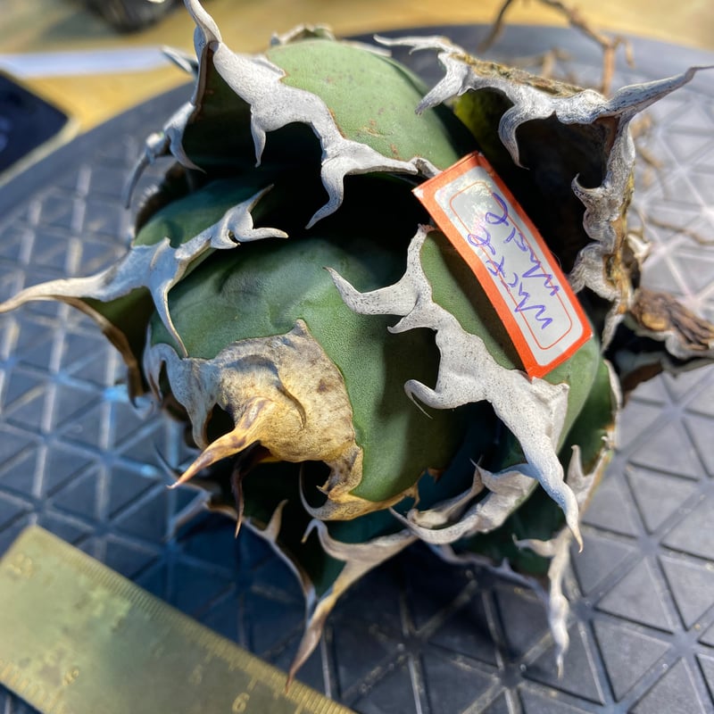 lize産　白鯨　大株 アガベ 台湾Lize産の白鯨1号｜勝手に丸くなる優等生