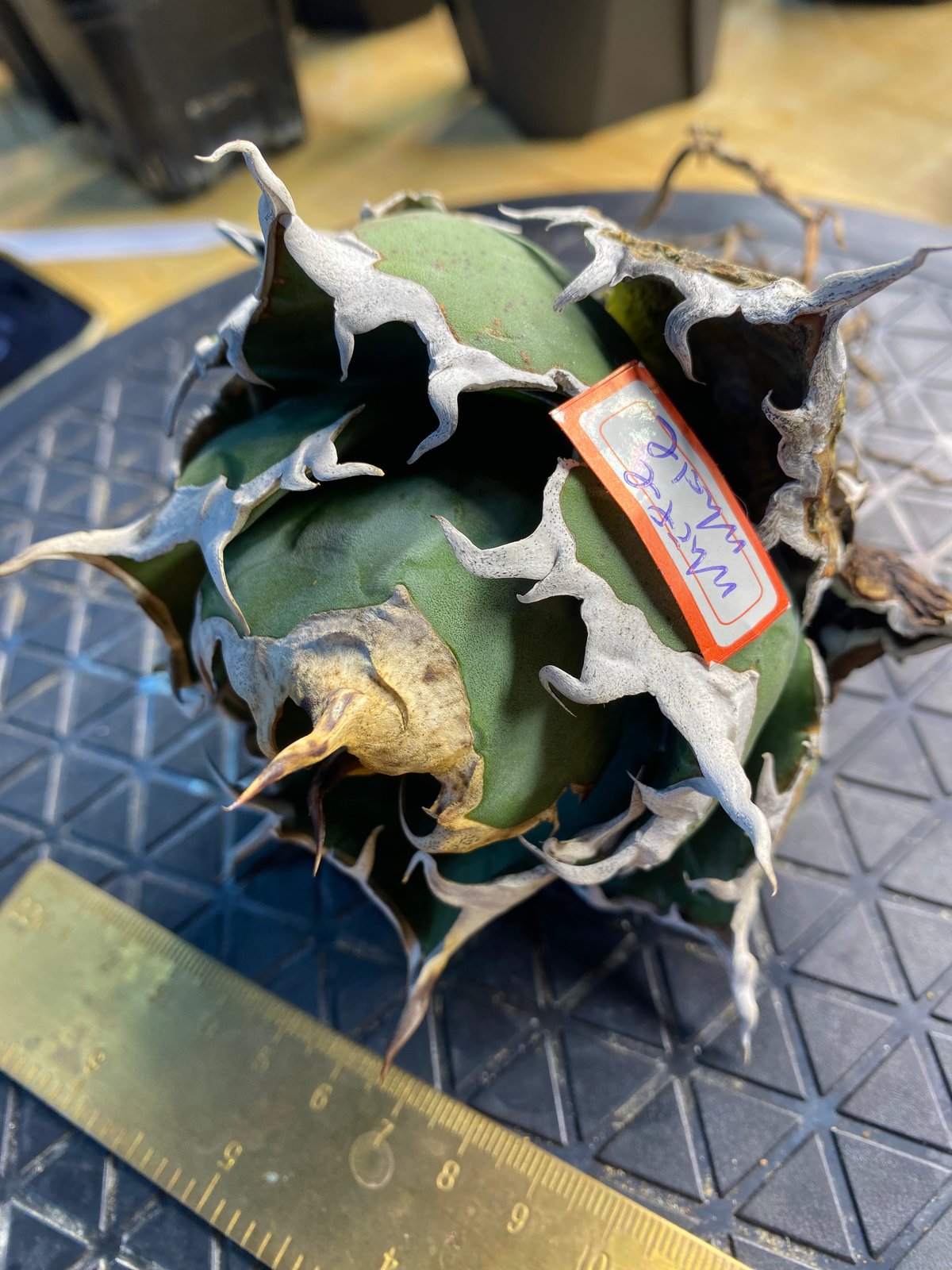 LIZE産 特選白鯨 (2) | Kenmay