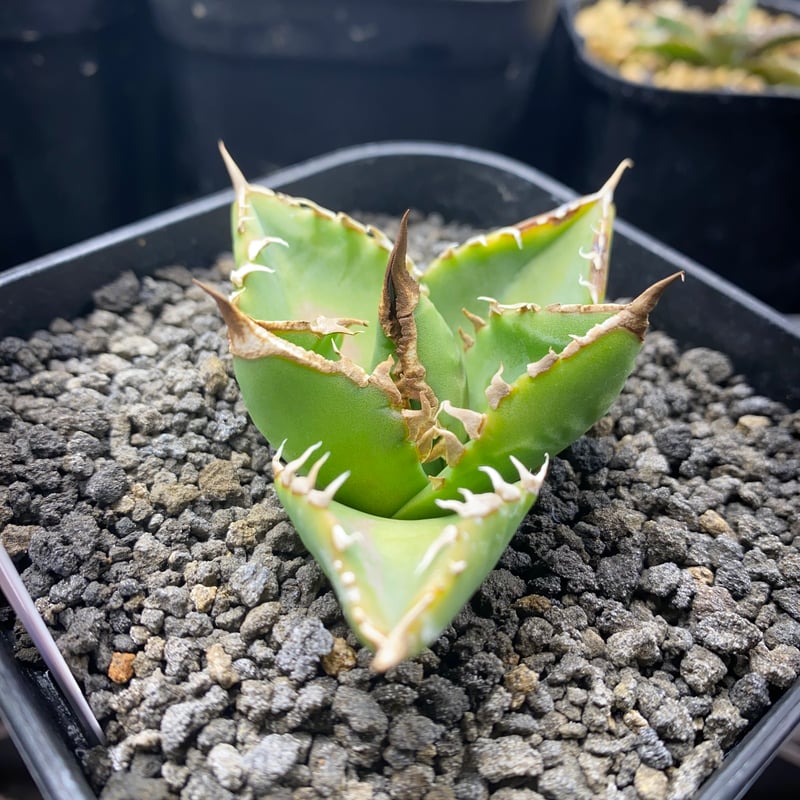 海王　アガベ　seaking アガベ チタノタ 海王 / Agave titanota 'Sea King' #1 | Du