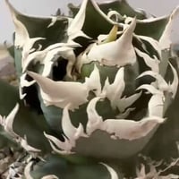 白毫刺　160 大きめ