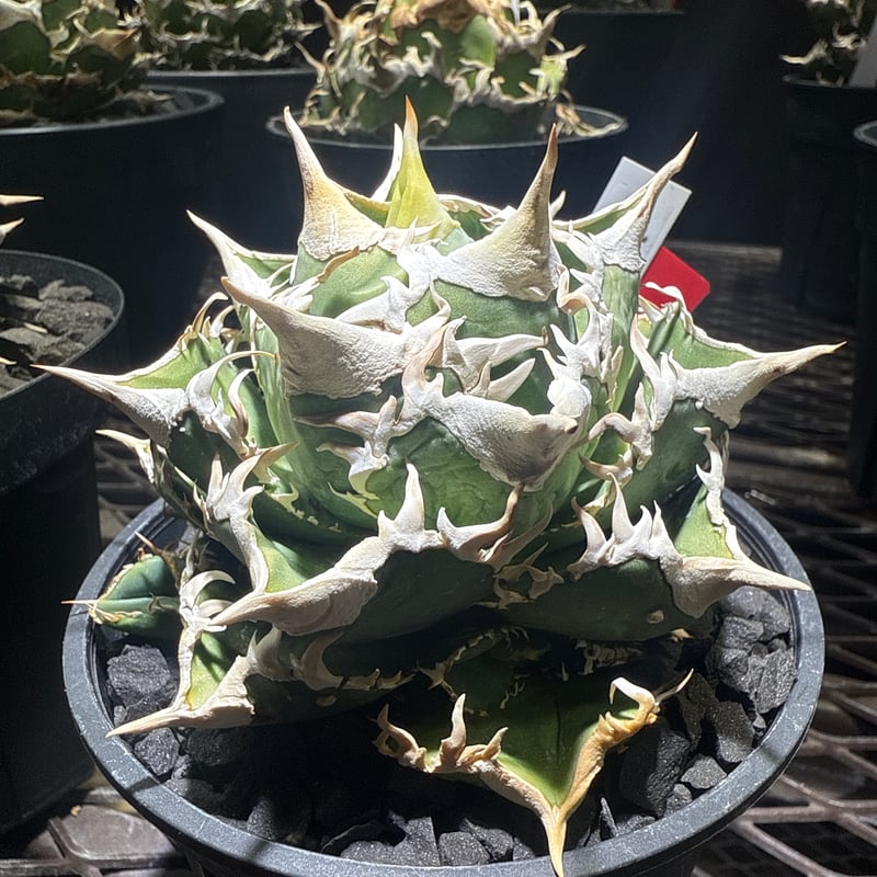 アガベ 白毫刺　OC アガベ 白毫刺 OC 白毫刺 20250913 001 | Kenmay