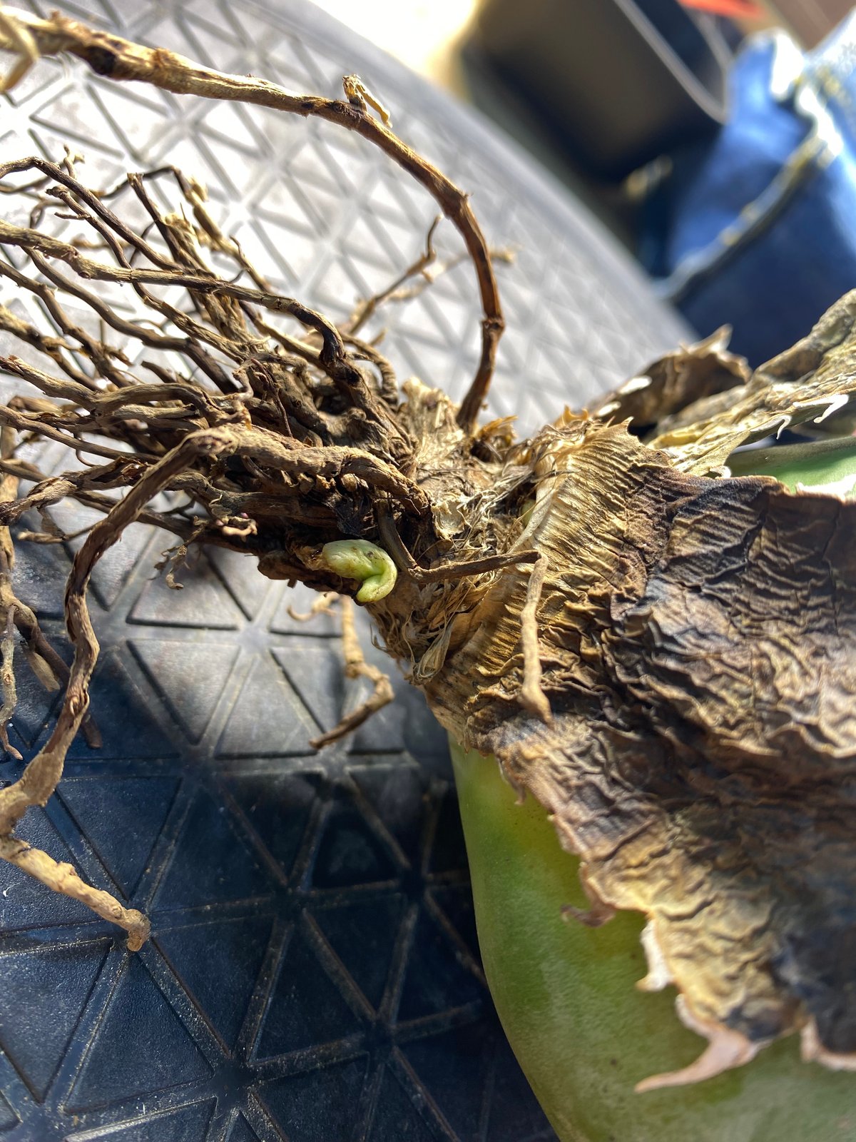 LIZE産 特選白鯨 (2) | Kenmay