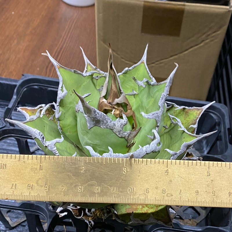 【限定割引中】アガベ　チタノタ　シーザー　lize産 Agave Titanota Caesar 中株(Lize産)002 | Kenmay