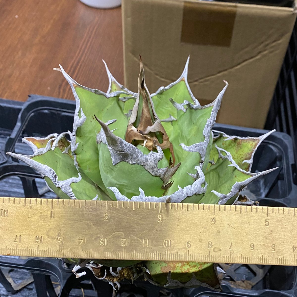 Agave Titanota Caesar 中株(Lize産)002 | Kenmay