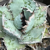 LIZE産 特選白鯨 (2) | Kenmay