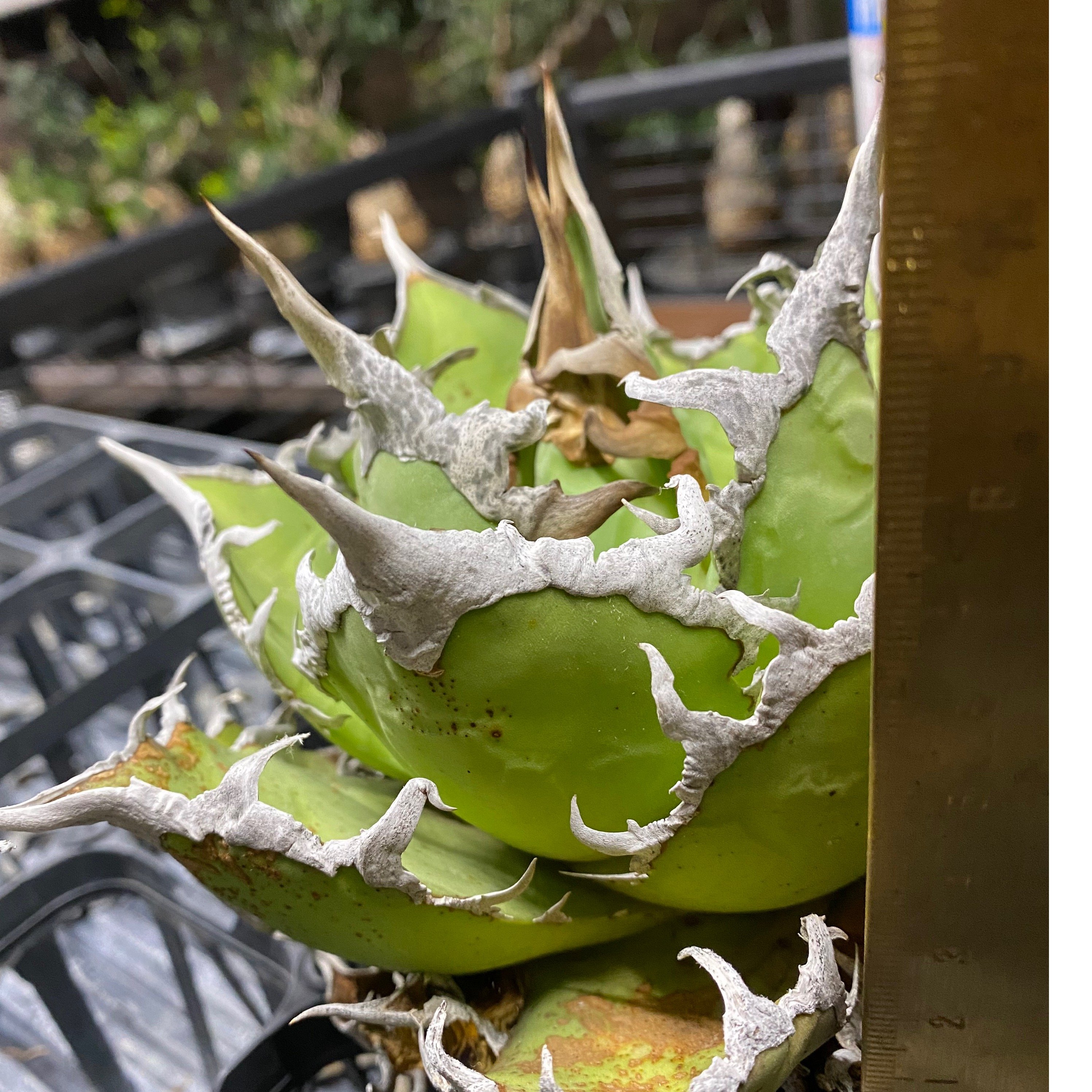 Agave Titanota Caesar 中株(Lize産)002 | Kenmay